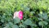 DSC_0415.thumb.JPG.bcf9246dcfa08bfdfc1252f84b035cde.JPG