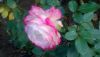 DSC_0416.thumb.JPG.1ec4f5bb858850674bd47caad18c32dc.JPG