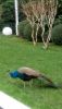 DSC_0456.thumb.JPG.5cf35ff9d9fe58fa47de1d95ea604d62.JPG