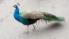 DSC_0457.thumb.JPG.9f0f17c2eb48ebea270f7d9abd147fb9.JPG