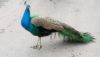 DSC_0459.thumb.JPG.94223814bee212654540cc76c84c4106.JPG