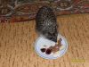 SDC10033.thumb.JPG.96c376c81d521b075cc0b212053578cd.JPG