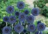 globe_thistle_blue_glow_fl_.thumb.jpg.be7a4e7a52dec819e8e31108f396e5ff.jpg