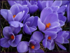 image.thumb.png.7b88047867a3d2e44973a8ca3fe2af6b.png