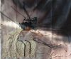 100.thumb.jpeg.5d2cd1a74bddc6ce310493cc1e173fcc.jpeg