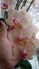 20180210_141008.thumb.jpg.a1fcfe317d920548182c646493ea31db.jpg