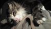20180210_223614.thumb.jpg.813d46d43f1485e5d825895b9bf82007.jpg