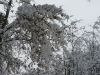 20180211_153539.thumb.jpg.95219f43631912f16f5cb613854e39ac.jpg