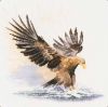 5a9595f03522a_481_EagleinFlight.thumb.jpg.ecd3018f04a714e5d6c9e9c317d62109.jpg