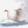 5a9595f1b726a_484_SwaninFlight.thumb.jpg.31ac30261637af9a55f00cfec8efcef0.jpg