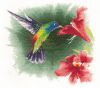 5a9595f21b608_539_HummingbirdinFlight.thumb.jpg.3ccf136bab593c7d7b62d4374a3c2e17.jpg