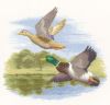 5a9595f2ec567_651_MallardDucksinFlight.thumb.jpg.a27abd04535e131a6ae811d1bf346983.jpg