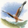 5a9595f34d3b3_652_RedKiteinFlight.thumb.jpg.9c48f45f95f81088efe50cdad2bd6dca.jpg