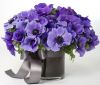 Bouquets_Anemones_Vase_465980.thumb.jpg.6ba151f4293d1bdbb1b5742965e6af3d.jpg