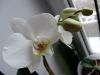DSC02270_.thumb.jpg.60faeccd83ab2d122ad9ca5445aa9f04.jpg