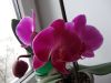 DSC02271_.thumb.jpg.699fe441e0b34c073321bc49e9b83714.jpg