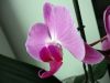 DSC02272_.thumb.jpg.2542aba23559f177769709d314bafd80.jpg