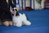 DSC_0308.thumb.JPG.1d19ead58c73ca7450a87f9c84166e66.JPG