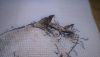 DSC_0411.thumb.jpg.0a69a0129693fefce40db1ed094f46e5.jpg