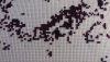 DSC_0424.thumb.JPG.4f0d8522cfe66a8b87cca6b6012771bc.JPG