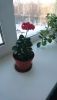 DSC_0428.thumb.JPG.7d8794a9da946d74322e38356a4062fe.JPG