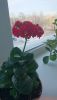 DSC_0429.thumb.JPG.a5696108f3e875dddc93210edcf99512.JPG