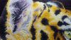 DSC_7837.thumb.JPG.249693696ef86b255201be848afff608.JPG