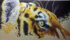 DSC_7838.thumb.JPG.25e4d5ea6cffa366d85493665369f660.JPG