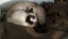 IMG_20171216_140347.thumb.jpg.24fb8cd35eccfedc4c334783f611b314.jpg