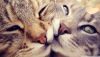 hot-cats-love-e29da4-hd-desktop-wallpaper-for-4k-ultra-hd-tv-e280a2-tablet-plus-cat-love-wallpaper.thumb.jpg.7aa5a2a5ba7d6c1930b3fbb4d204f1bf.jpg