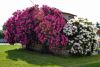 rhododendron1.jpg