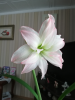 untitled.thumb.png.20d9e5e9ebff6380a54e5559ca9f6234.png