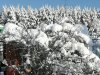 untitled5.thumb.png.0599fab2e7f6b4b201b1372aabed4edb.png