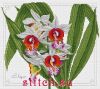 11805.thumb.jpg.2619eceae8a5eef160a27f1995cd59de.jpg