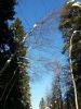 20180308_152257.thumb.jpg.593c23ed57cf9409bcc997a4a674cf4a.jpg