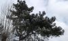 20180322_083406.thumb.jpg.e878a780fa2296d53783a916600fd78b.jpg