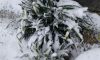 20180322_084226.thumb.jpg.f2f3ec12fa96cb98091d7fde503605c7.jpg