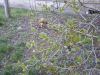 20180328_095428.thumb.jpg.df2f18fe381a42c26e947ba6890faca6.jpg