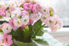 444.thumb.png.bdd37149bd627ad1abeb417c583c0afe.png
