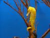 5a9a5c37a2aef_SeaHorse1(1)(1).thumb.jpg.a13d04e27bff7f0e6d54404d6a35992c.jpg