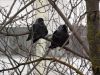 DSC02314_.thumb.jpg.a58556c2f4670d95b5c69c31b8099cc6.jpg