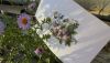 DSC07645.thumb.JPG.50665f9cadfb67ff06d419a2793085bd.JPG
