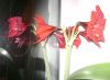 DSC08286.thumb.JPG.80d7812690e77e870523bd4a95b56f14.JPG