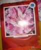 DSC08298.thumb.JPG.94725e01b60556a9e35db0c16759e9fb.JPG