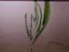 DSCN2298.thumb.JPG.9d4b2525cdb233fb3f59cb574bea1c87.JPG