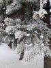 DSC_0522.thumb.JPG.681841eeb803a82a2d8909f0061d7534.JPG