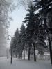 DSC_0530.thumb.JPG.ad6fa76d74d94a29ca259f642677c597.JPG