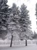 DSC_0537.thumb.JPG.65976ca17c1670b0f380cd4a03179d5b.JPG
