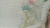 DSC_7900.thumb.JPG.26f5e1b9852b02b93b47d8b786a283cc.JPG
