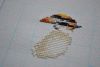 DSC_7989.thumb.JPG.0c1fc69ea786744207b1c2375d6ad571.JPG